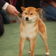 Illustration for article titled Maam, Theres A Dog In Your Crotch: Tales From Westminster
